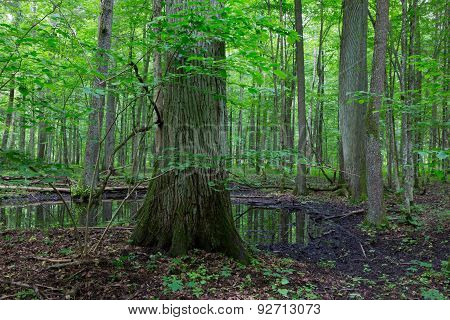 Summertime Alder Bog Deciduous Stand