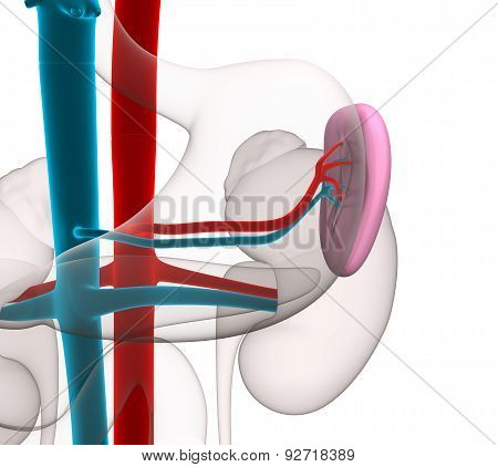 Spleen Human Anatomy With Circulatory System Isolated On White