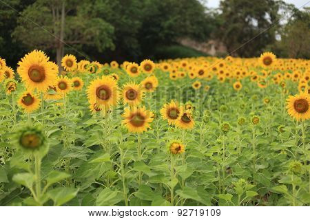 Sunflower