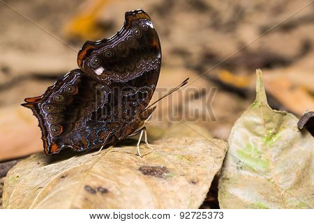 The Wizard Butterfly