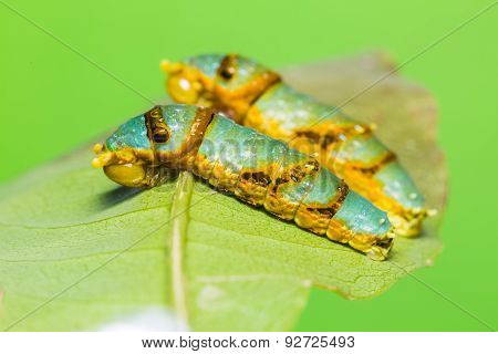 Banded Swallowtail Caterpillars