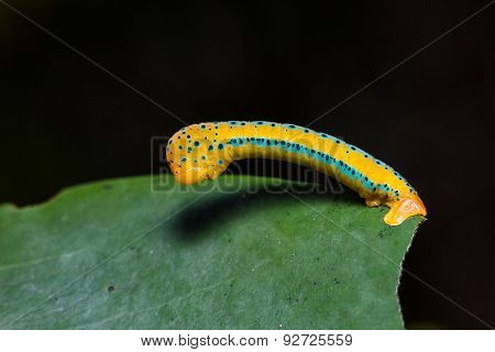 Dysphania Militaris Moth Caterpillar