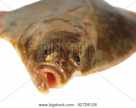 big fish flounder on a white background