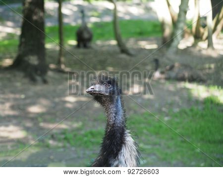 one bird ostrich on a forest background