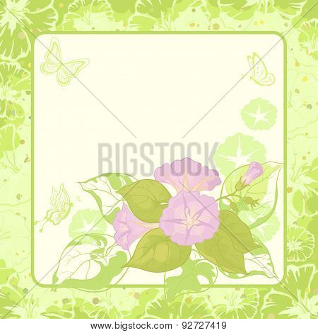Floral background, Ipomoea