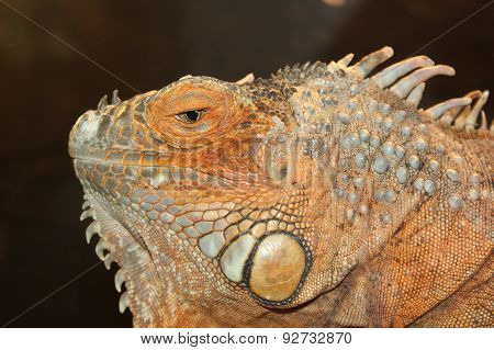 Iguana head