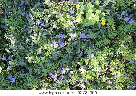 spring blue wild flowers