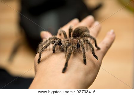 Chilean Rose Tarantula - Grammostola rosea