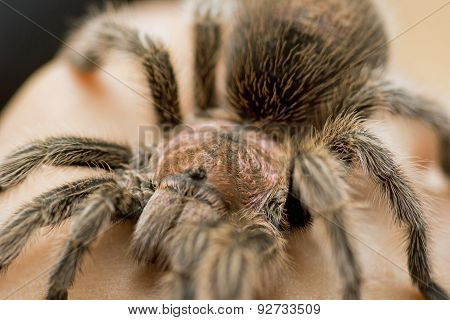 Chilean Rose Tarantula - Grammostola rosea