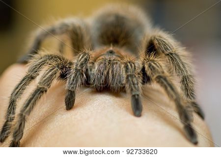 Chilean Rose Tarantula - Grammostola rosea