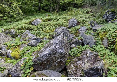 Part of authentic rockery in Vitosha mountain