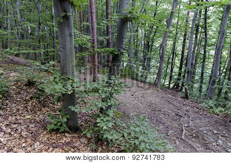 View of a path through a lush green summer forest