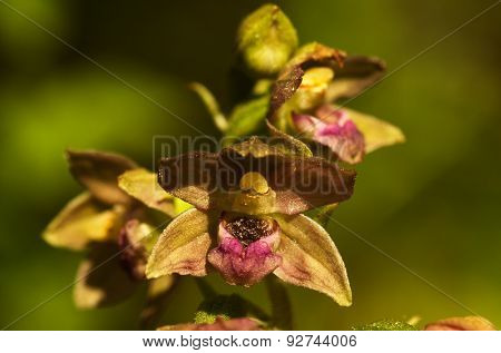 Wild Orchid Flowers - Epipactis Tremolsii