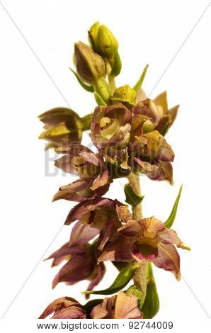 Wild Orchid Flowers - Epipactis Lusitanica