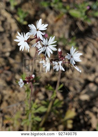 Small-flowered Woodland-star - Lithophragma parviflorum