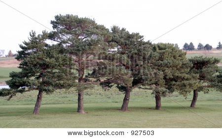 Bonsaitrees