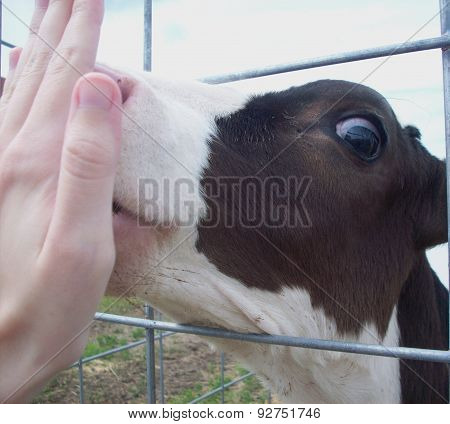 Holstein Calf Licking Hand