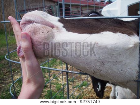 Holstein Calf Licking Hand