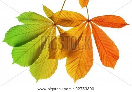Autumn leaves of chestnut tree (Aesculus hippocastanum) isolated on white background