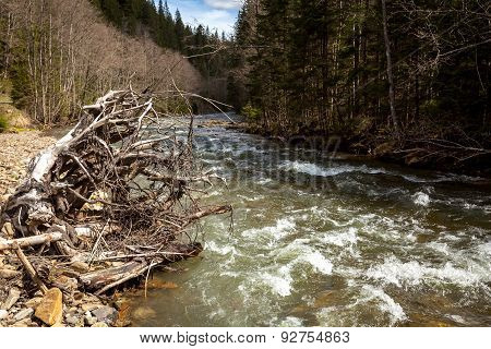 mountain river, stones, water flow, the roots of the trees, landscape, wildlife, river