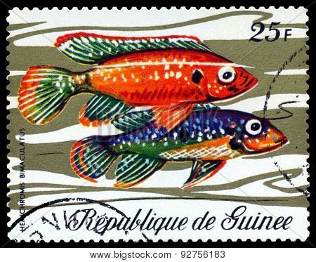 Vintage  Postage Stamp. Fish Hemichromis Bimaculatus.
