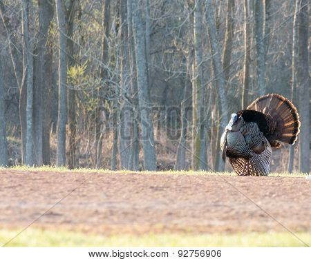 Wild Turkey