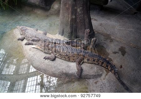 Orinoco Crocodiles