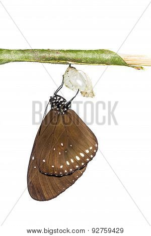 The Common Crow Butterfly Emerge From Pupa