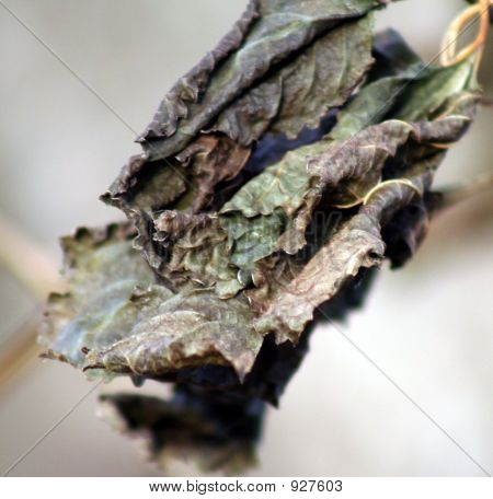 Deadleave On Tree