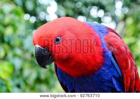 Parrot Tropical Bird