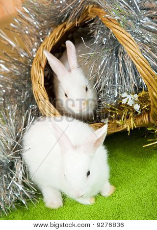 Coelhos em cesta