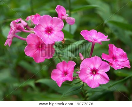 Phlox