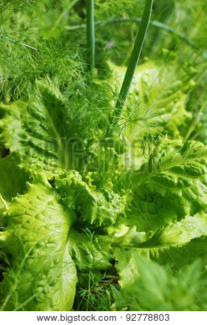 greens for salad