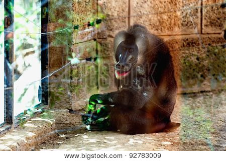 Monkey Dril In Zoo Cell