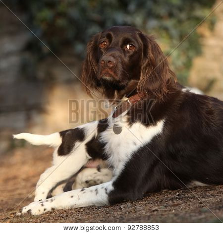Small Munsterlanderbitch With Puppies