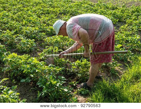 Farmer Hoeing Vegetable Garden