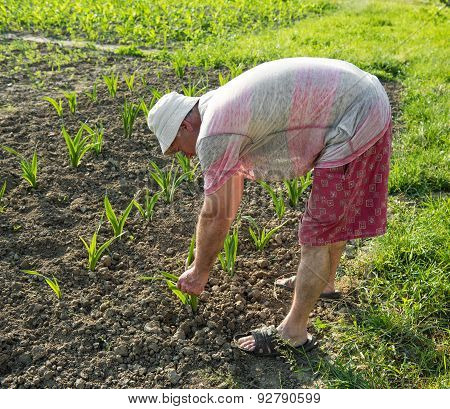 Farmer Hoeing Vegetable Garden