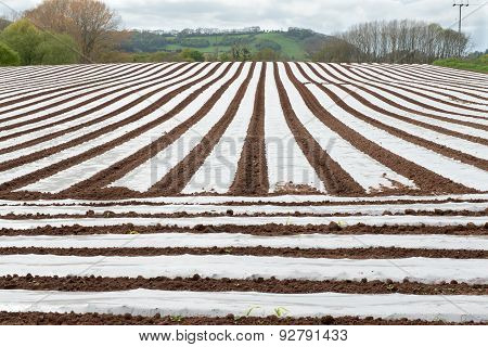 Field Of Polytunnels