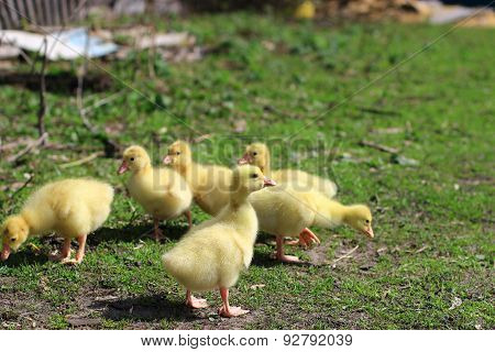 Spring Walk Goslings