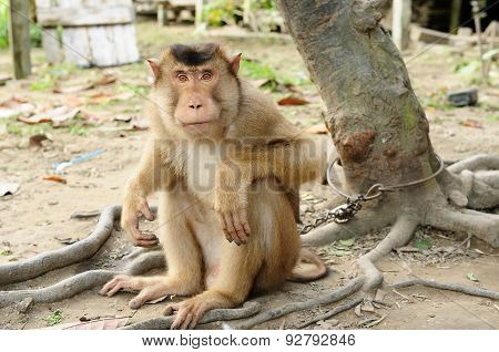 Wild Monkey Enchain To The Tree