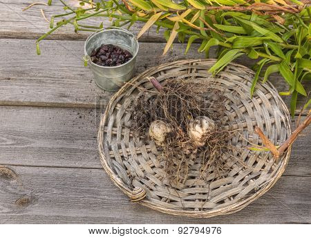 Tubers And Bulbs Lilies