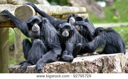 Siamang Gibbon Family Relaxing