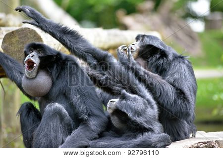 Siamang Gibbon Family Screaming