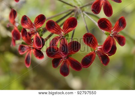 Pelargonium Ardens