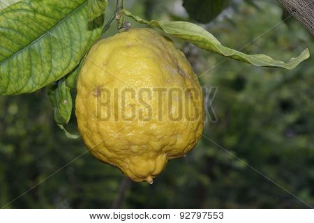 Citron Fuit