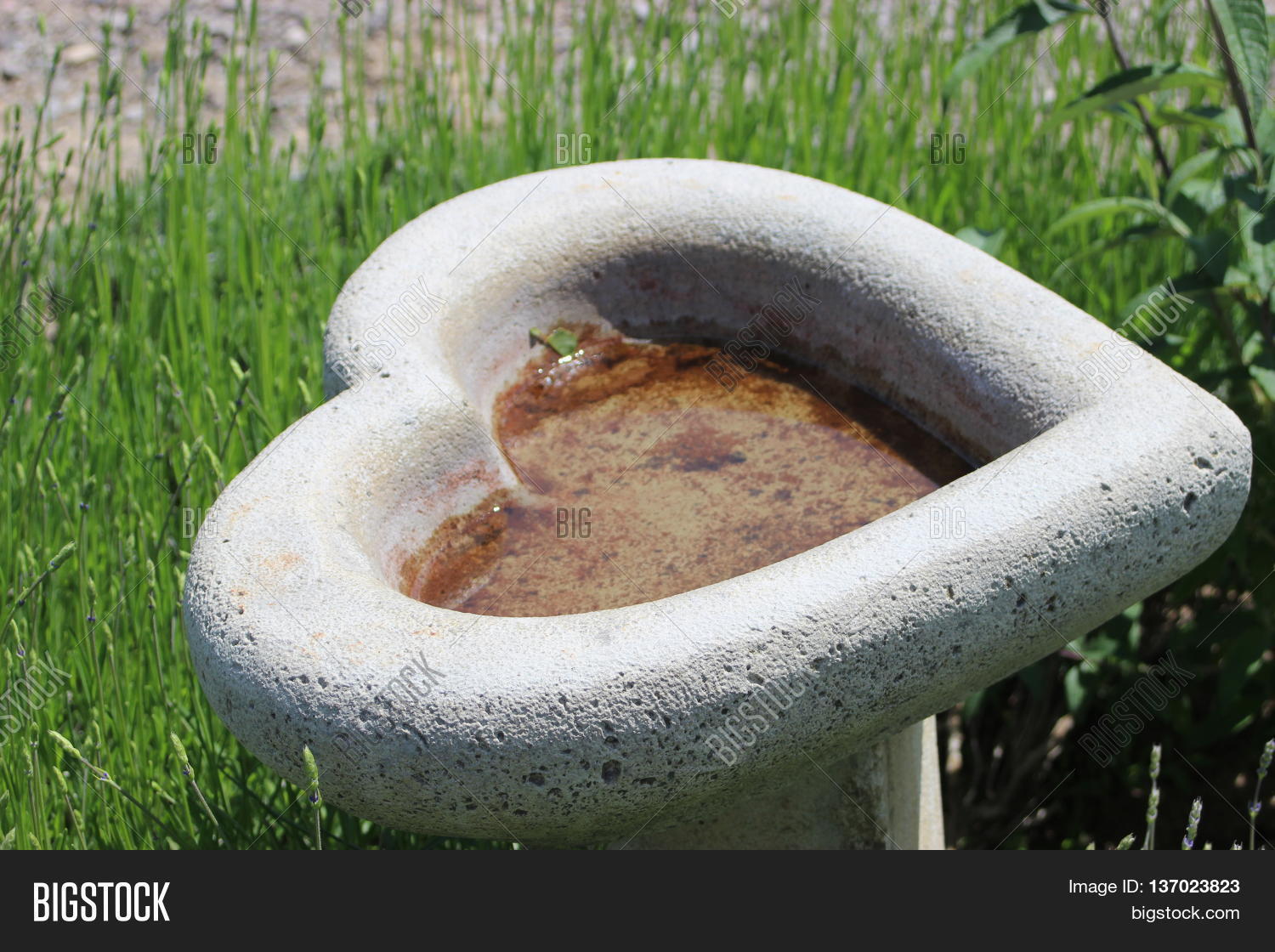 Heart Shaped Bird Bath Image & Photo (Free Trial) Bigstock