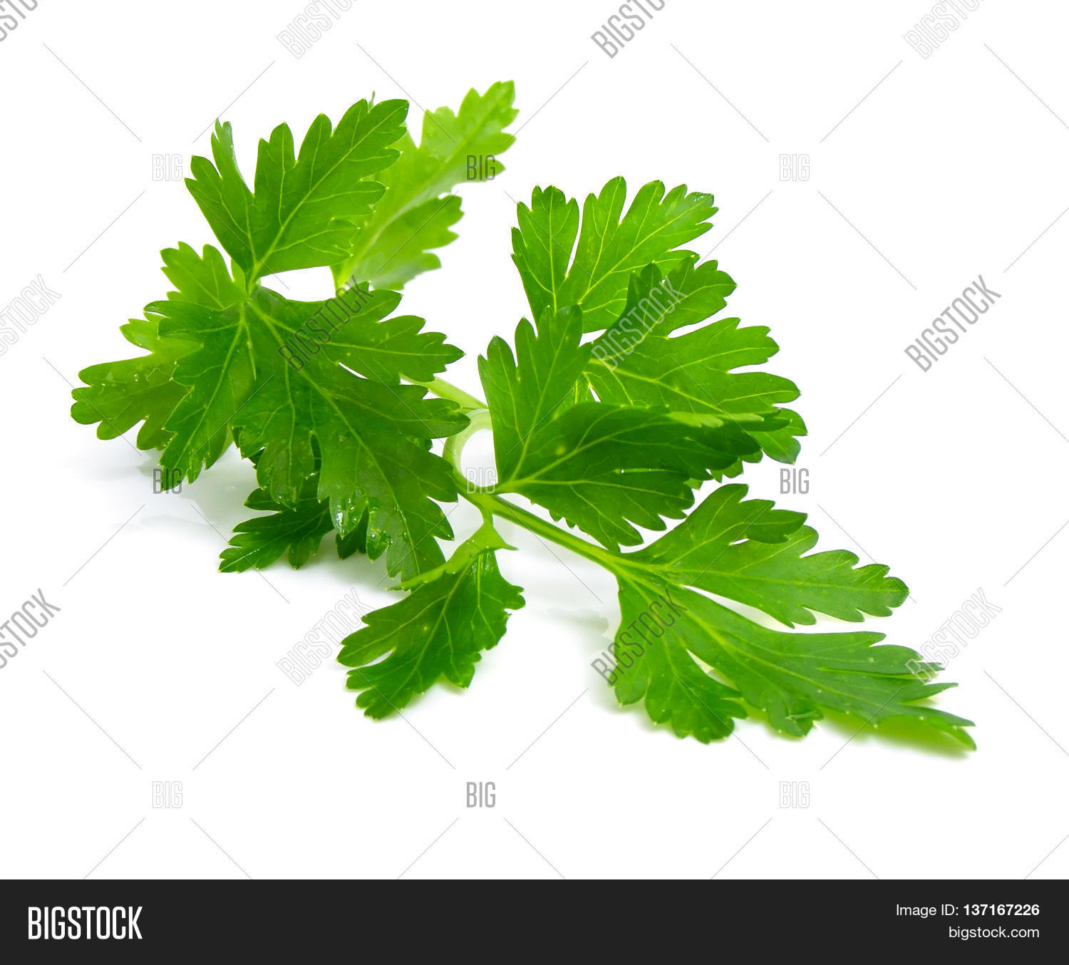 Parsley Garden Parsley Image & Photo (Free Trial) Bigstock