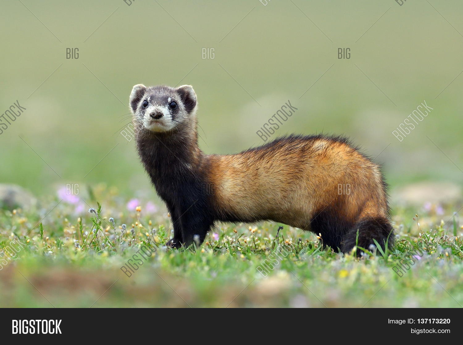 Steppe Polecat ( Image & Photo (Free Trial) | Bigstock
