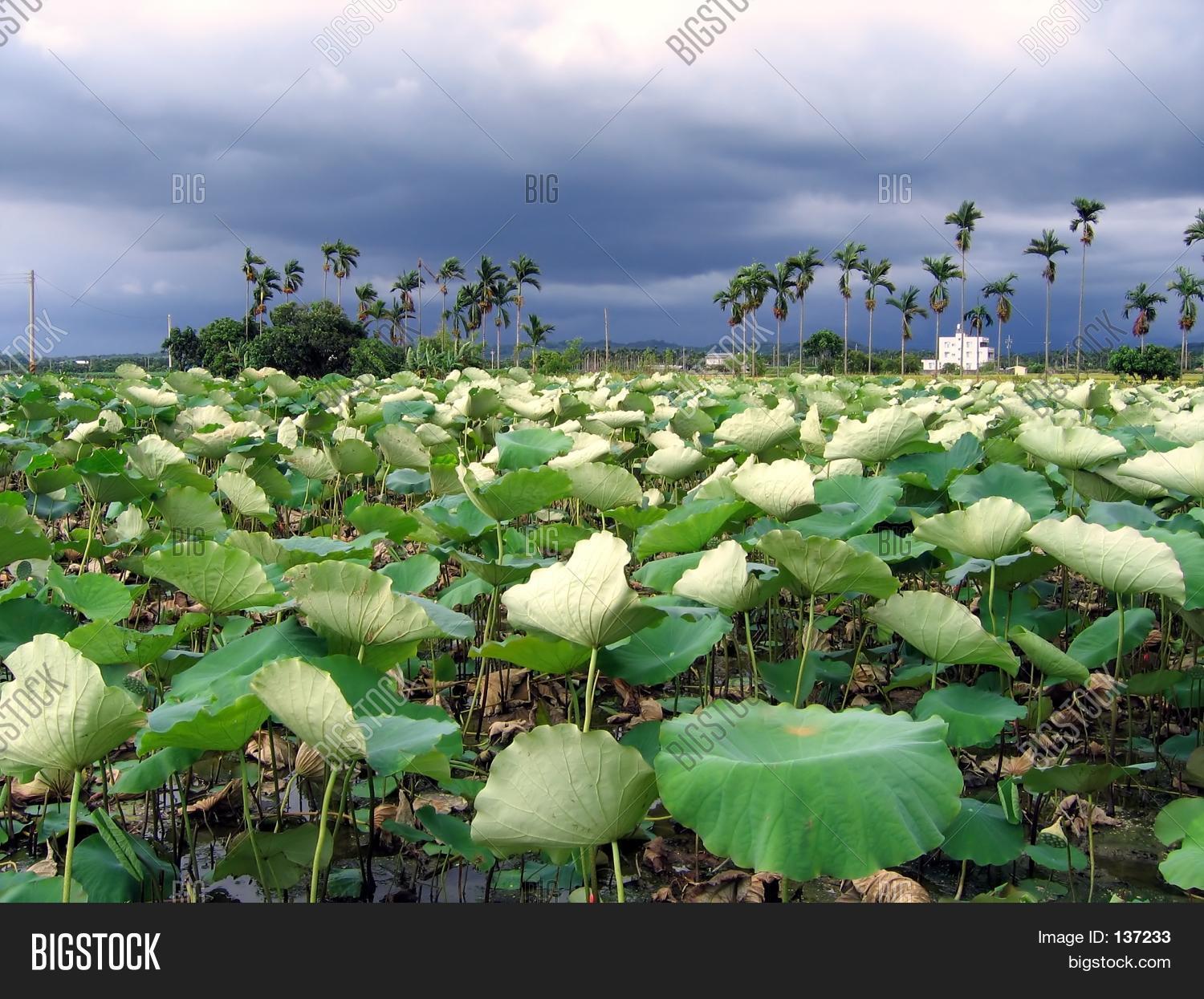 Field Lotus Flowers Image & Photo (Free Trial) Bigstock