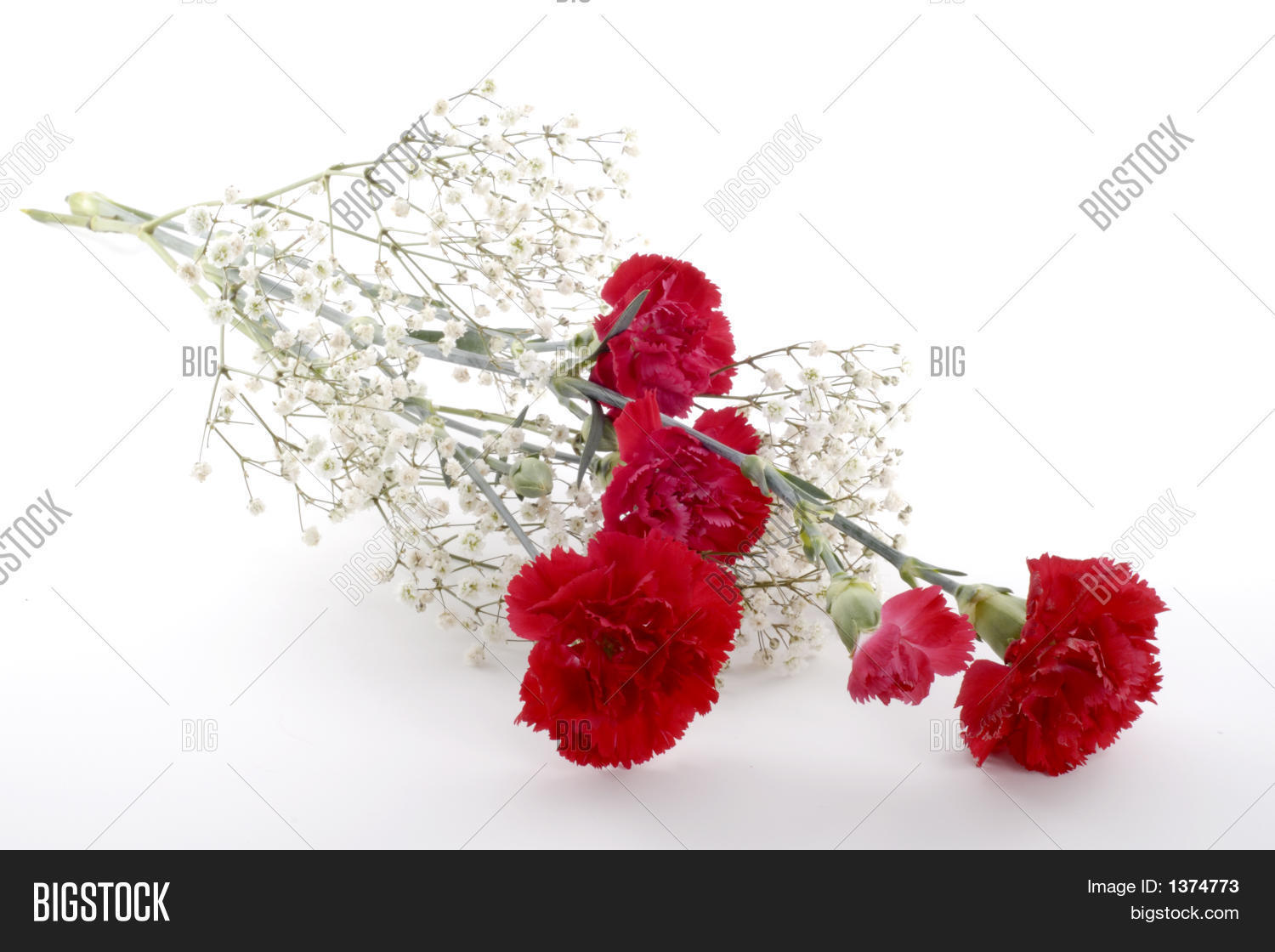 LongStem Carnations Image & Photo (Free Trial) Bigstock